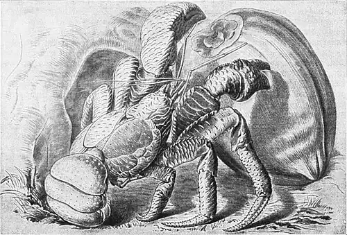 Die Gartenlaube (1897) b 356.jpg Der Palmdieb