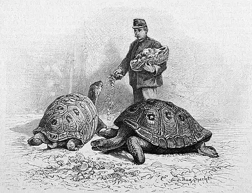 Die Gartenlaube (1897) b 548.jpg Elephantenschildkröten im Hamburger Zoologischen Garten. Nach einer Skizze gezeichnet von A. Specht