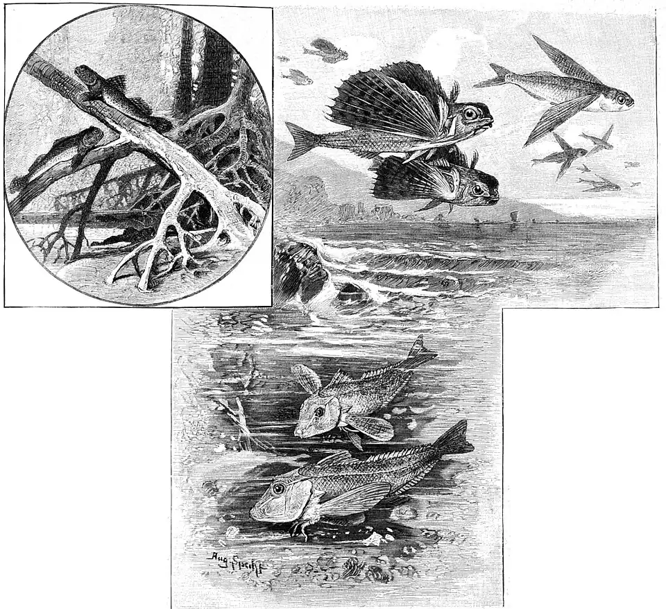 Die Gartenlaube (1897) b 593.jpg Vom Stachel der Fische II
