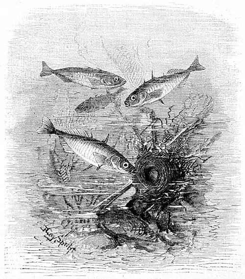 Die Gartenlaube (1897) b 595.jpg Stichling mit Nest