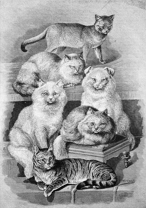 Katzen