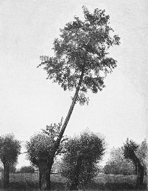 Die Gartenlaube (1897) b 788.jpg Deutschlands merkwürdige Bäume: Der Weiden- und Erlenbaum bei Gros-Gerau