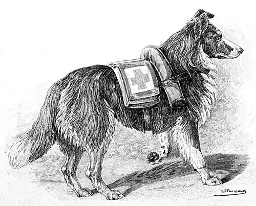 Die Gartenlaube (1897) b 850_2.jpg Der schottische Schäferhund als Sanitätshund