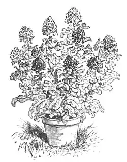 File:Die Gartenlaube (1898) b 0612_a_4.jpg Reseda „Machet“