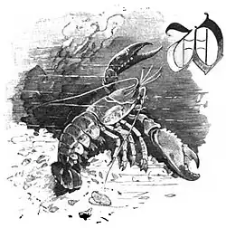 File:Die Gartenlaube (1898) b 0639_1.jpg Der Nordsee-Hummer