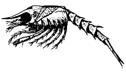 File:Die Gartenlaube (1898) b 0639_2.jpg Hummerlarve nach dem Verlassen des Eies