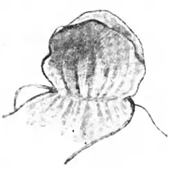 File:Die Gartenlaube (1898) b 0644_a_3.jpg Bademäntelchen für Kinder