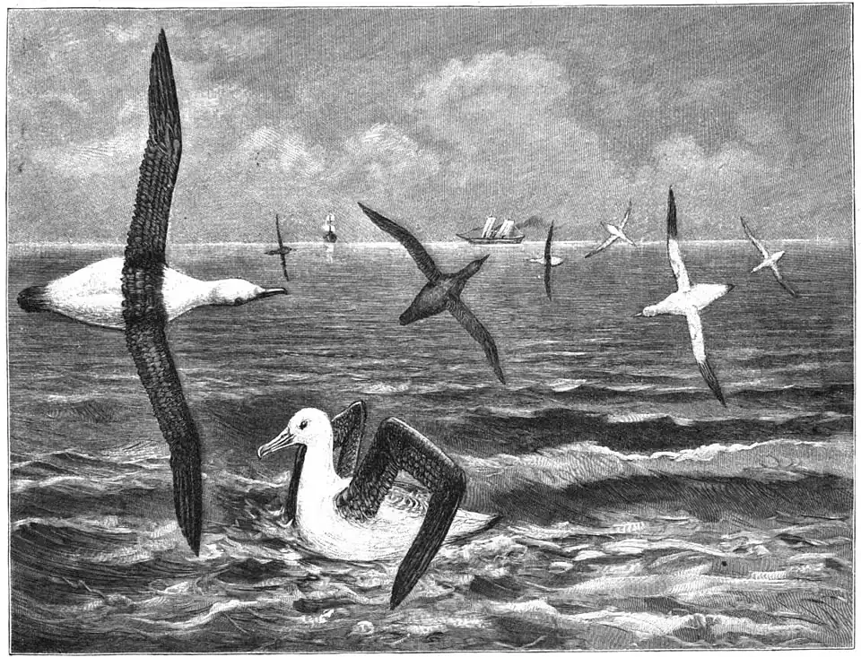 File:Die Gartenlaube (1898) b 0865.jpg Fliegende Alabtrosse Nach einer Skizze von Dr. A. Seitz gezeichnet von R. Koch
