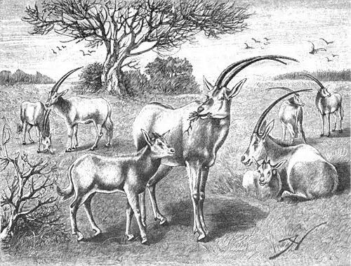 File:Die Gartenlaube (1899) b 0152.jpg Säbel-Antilopen Nach dem Leben gezeichnet von A. Matschie-Held