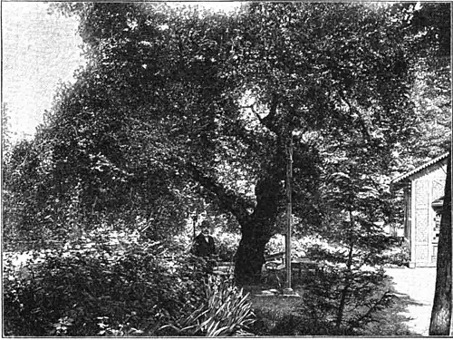 File:Die Gartenlaube (1899) b 0163_1.jpg Deutschlands merkwürdigste Bäume: der Weißdorn zu Soest. Nach einer photographischen Aufnahme von Otto Hoff in Soest