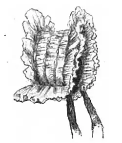 File:Die Gartenlaube (1899) b 0324_a_1.jpg Sommerhut für kleine Mädchen. Nr. 1.