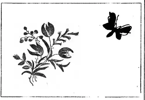 File:Die Gartenlaube (1899) b 0388_a_2.jpg Karte mit Vogelfederarbeit