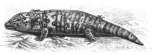 File:Die Gartenlaube (1899) b 0451.jpg Das Gilatier Nach einer Originalzeichnung von A. Specht