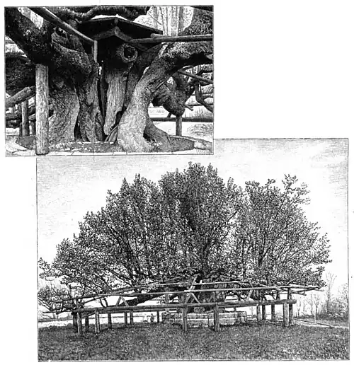 File:Die Gartenlaube (1899) b 0452.jpg Deutschlands merkwürdige Bäume:Die große Linde von Schloß Augustusburg Nach einer photographischen Aufnahme von Oberförster G. Mühlmann