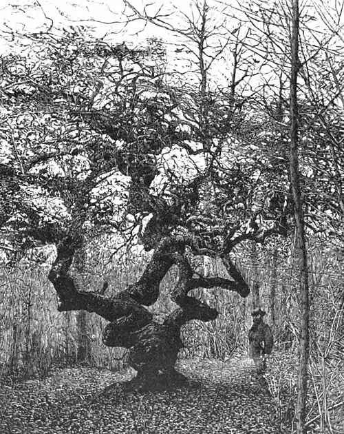 File:Die Gartenlaube (1899) b 0643_2.jpg Deutschlands merkwürdige Bäume: „tolle Buche“ bei Remilly in Lothringen