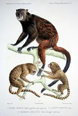 Zoologie