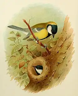 Ornithologie