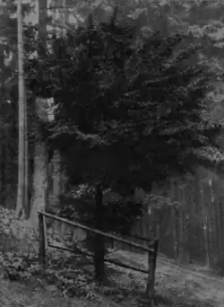 Eibenbaum am Iberg