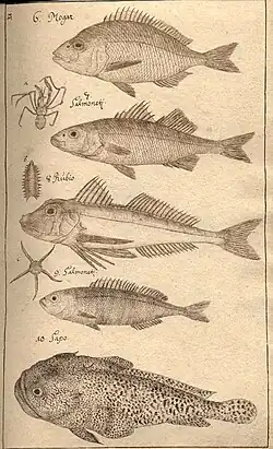 Ichthyologie