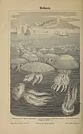 Medusen