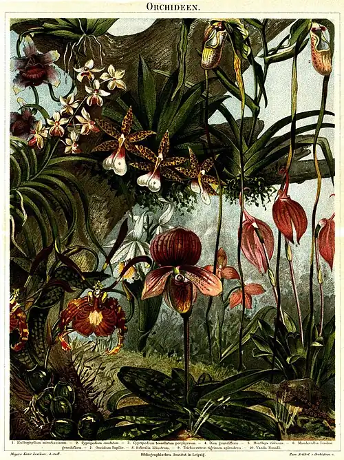 Orchideen