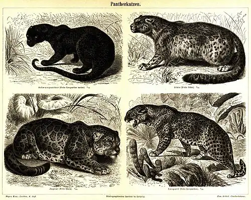 Pantherkatzen