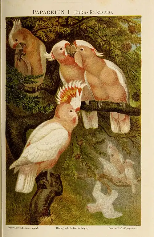 Papageien I (Inka-Kakadus)