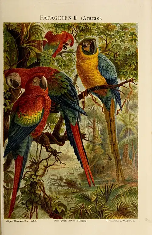 Papageien II (Araras)
