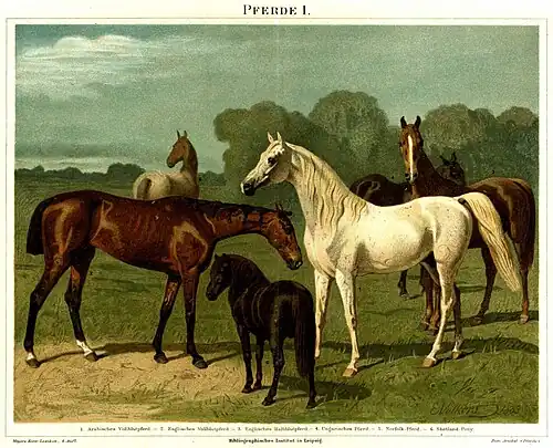 Pferde I