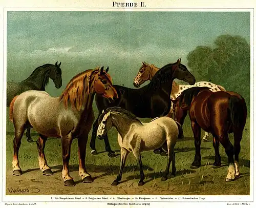 Pferde II