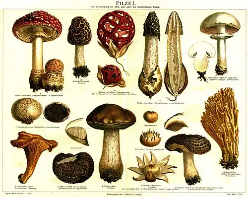 Pilze I