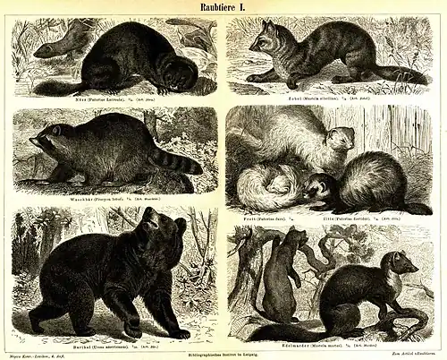 Raubtiere I