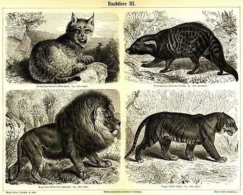 Raubtiere III