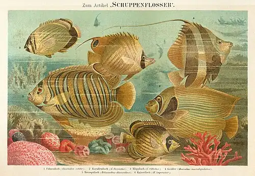 Schuppenflosser