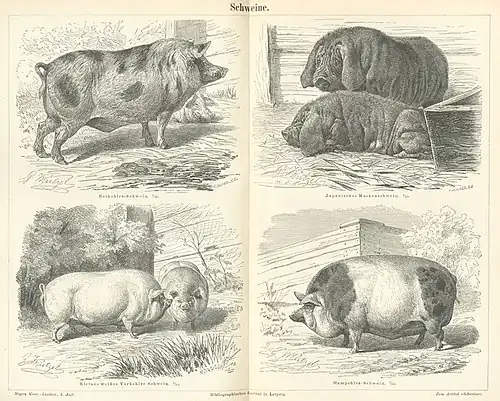 Schweine