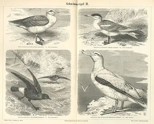 Schwimmvögel II