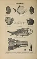 Dyasformation