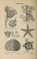 Echinodermen