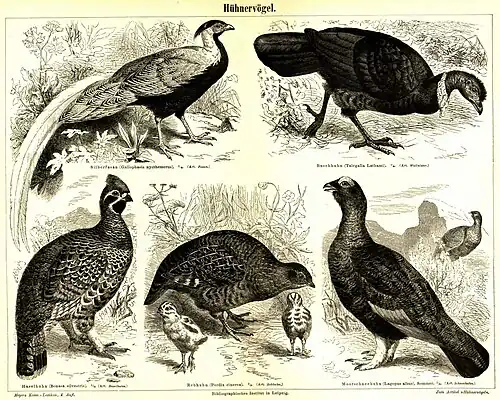 Hühnervögel