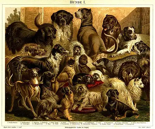 Hunde I