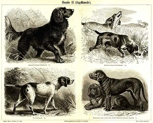 Hunde II (Jagdhunde)
