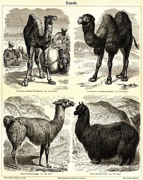 Kamele
