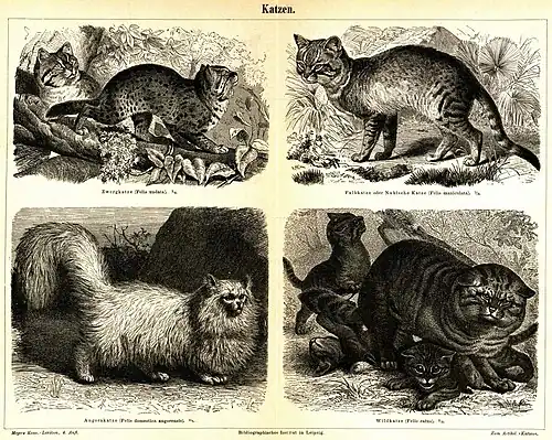 Katzen