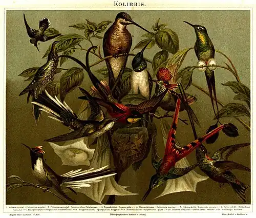 Kolibris
