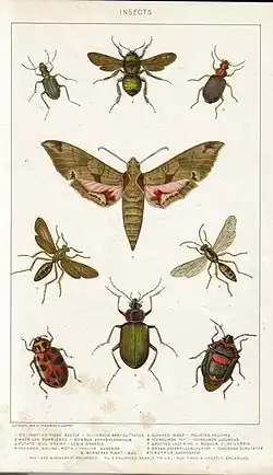 Entomologie