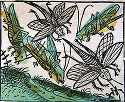 Locusts. Blatt CCXXXv
