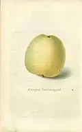 Königin Luisens-Apfel