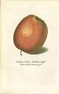 Prinzenapfel