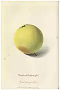 Oberdiecks Taubenapfel