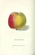 Etlins Reinette